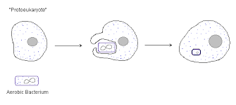 Eukaryotes