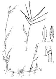 Image result for Digitaria sanguinalis