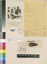 Image result for Agelanthus natalitius