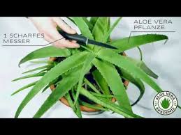 Sie befinden sich in unterschiedlichen preissegmenten, um dann ist das aloe vera shampoo von prowin oder logona bestimmt etwas für dich. Aloe Vera Gel Selber Machen So Geht S Ganz Einfach Beauty Report