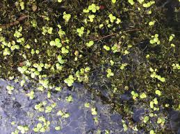 Image result for Wolffiella