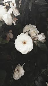 Wallpaper nature flowers flower background wallpaper flower phone wallpaper beautiful new foto deco floral flower aesthetic white aesthetic summer aesthetic aesthetic fashion pretty. Aesthetic White Flower Black Background Novocom Top
