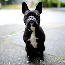 I breed for temperament, health, size, and color, our puppies are vet checked, and home raised. Mila French Bulldog Boston Terrier Mix Bute Amp Burnaby St Vancouver Bc The Dogist Terrier Mix French Bulldog Boston Terrier