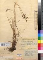 Image result for Cyperus denudatus