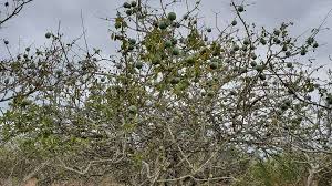 Image result for Inhambanella henriquesii