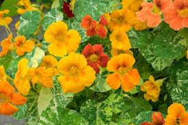 Image result for Tropaeolaceae