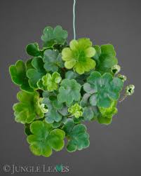 Image result for Tectaria gemmifera