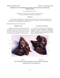 Pdf Presence Of An Intermediate Lobe On The Left Lung Instead Of Right In Dogs
