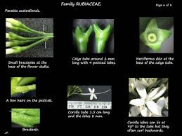 Image result for Pavetta uniflora