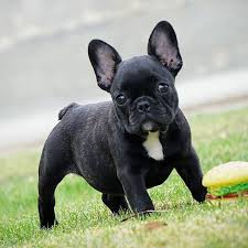 We love them to be house dogs and we work together to have a terrific line of quality frenchies. Black Brindle French Bulldog Puppy For Sale Micro Machine X French Bulldog Puppies Bulldog Puppies French Bulldog