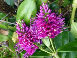 Image result for shrubby veronica hebe