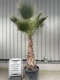 Image result for Washingtonia