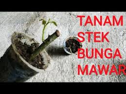 Cara ini relatif mudah dilakukan dan memiliki tingkat keberhasilan yang cukup besar dibandingkan dengan cara yang lain. Cara Menanam Stek Bunga Mawar Youtube