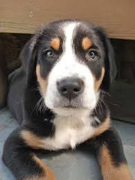 Check spelling or type a new query. 48 Greater Swiss Mountain Dog Ideas Greater Swiss Mountain Dog Swiss Mountain Dogs Mountain Dogs
