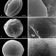 Image result for Teedia lucida