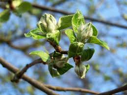 Use dormant sprays in late winter to kill overwintering insect pests on fruit trees. When Is The Best Time To Spray Fruit Trees How Often Hunker Peach Trees Growing Fruit Trees Dwarf Fruit Trees