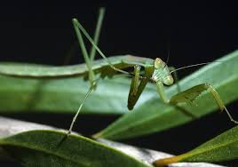 As such, the praying mantis symbolism in your life has to do with concentration, focus, stillness, and calmness. Praying Mantis Symbolism Meaning Totem Spirit Omens World Birds