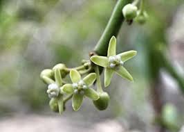 Image result for Cynanchum viminale