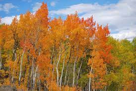 Travel guide and information about the aspen & snowmass village, coloradoski resorts, vacation homes, villas, condos, and additional lodging information at. Aspen Fall Colors Colorado State Forest Service