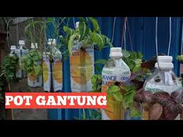 Membuat taman gantung depan rumah tidak memerlukan lahan, sebab anda bisa membuatnya di teras rumah anda, seperti inspirasi desain taman bunga gantung di atas. Membuat Pot Bunga Gantung Sederhana Dari Botol Bekas Wahyudi Yudi Youtube
