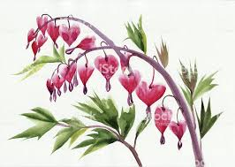 Bleeding Hearts Flowers Royalty Free Bleeding Hearts Flowers Stock Vector Art Amp More Images Of Bleeding Bleeding Heart Flower Plant Sketches Flower Drawing