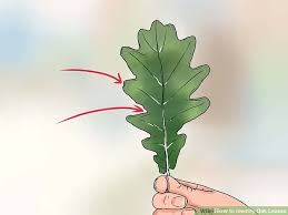 3 Ways To Identify Oak Leaves Wikihow