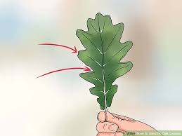 3 ways to identify oak leaves wikihow