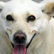 Vom Straßenhund zum Weltenbummler: Tiergeschichte mit Herz aus Saalfeld