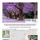 Grafton’s Jacaranda Festival Port Bus Getaway event image