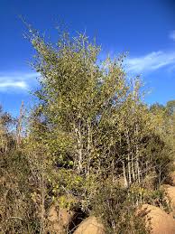 Image result for Afrocanthium mundianum