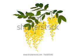 Cassia Fistula Flowerblossoming Acacia Leaf Isolated Stock Vector Royalty Free 716307205 Flower Petal Art Painting Art Projects Flower Drawing