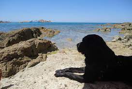 Verhuur Aan Zee Met Hond Hoe Te Kiezen