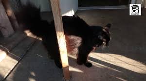 Another cat breed in stunning black, exoticcats is one of the most peculiar breeds. Cashmere Black Domestic Medium Hair Cat Youtube