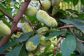 Read this article to find out all about the fruit trees that supply important. What Is A Pawpaw Tree Worldatlas