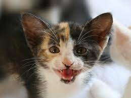 pochemu koshka postoyanno myaukaet opisanie samyh rasprostranennyh prichin