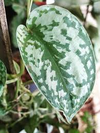 Walmart.com has been visited by 1m+ users in the past month Scindapsus Pictus Exotica Care Images And Videos Chooseyourplant