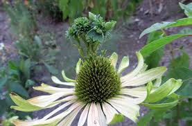 Become a part of our amazing community of kids and adults, families and friends, and solve puzzles from everywhere! Flowers Growing Out Of Flowers Things Are Getting Weird Out There Awkward Botany