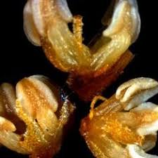 Image result for Monadenium filiforme