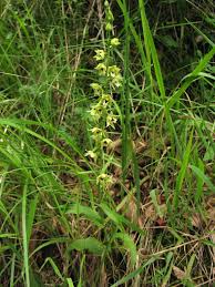 Image result for Epipactis africana