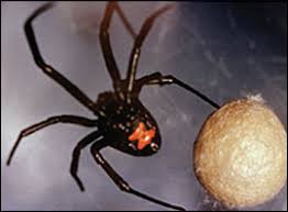 In total, approximately 32 different species of black widow are believed to exist, worldwide, including the southern and western black widow varieties. Common Spider Bites American Family Physician