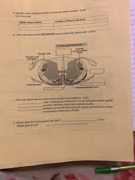 solved 1 pt 5 somatic motor pathways involve at least