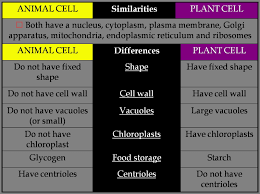 Both animal and plant cells are. Tabulate Differences Between Animal Cell And Plant Cell Brainly In