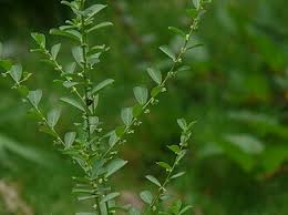 Image result for Phyllanthus maderaspatensis