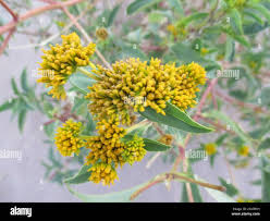 Image result for Flaveria bidentis