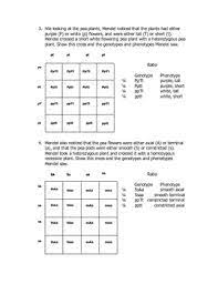 Punnett square terms to learn. Dihybrid Punnett Square Quiz By Goby S Lessons Tpt