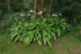 Image result for Crinum moorei