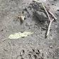 Ranger Alan's Amazing Animal Tracks