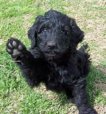 Images f1b red mini/toy goldendoodles ; Black Goldendoodle Puppies Now 6 Wks Old For Sale In Lawton Kansas Classified Americanlisted Com