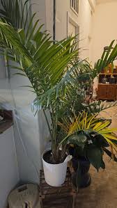 Note to self: I know you love your plants, but STOP OVERWATERING THEM!!!!  Carry on.