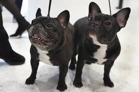 The most recent published articles. The Labrador Retriever Reigns As Chicago S Most Popular Breed Pets Qconline Com